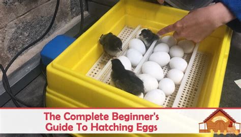 put phone in steel box to to hatch eggs|how to hatch an egg.